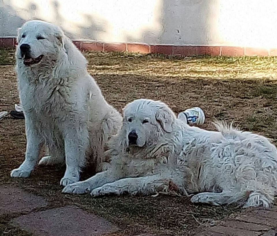 IL CANE DA PASTORE MAREMMANO-ABRUZZESE – Allevamento Pastore Maremmano ...