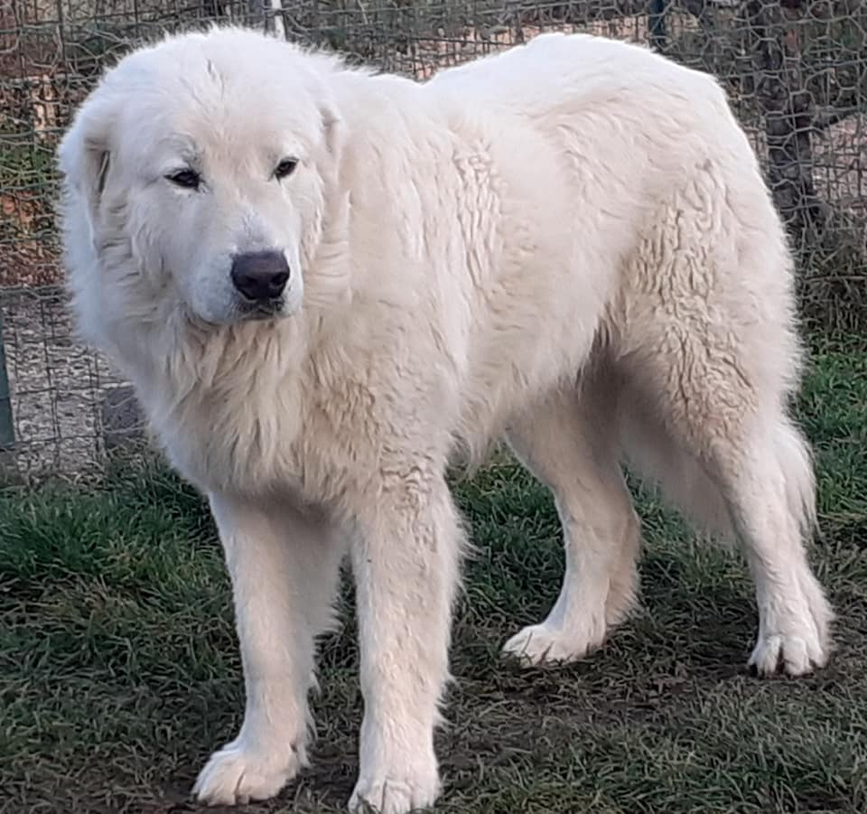cane da Pastore ABRUZZESE, per storia , cultura , tradizione