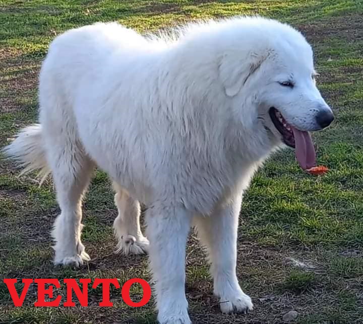 CUCCIOLI da VENTO X DOLCENERA